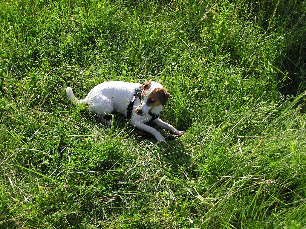 img00010.jpg