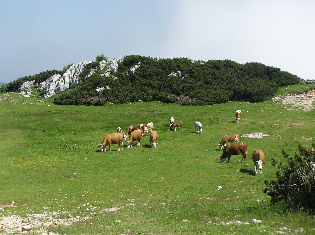 img00087.jpg