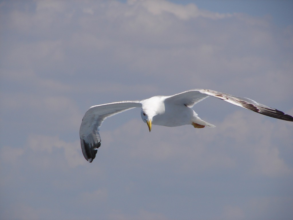 img00016.jpg