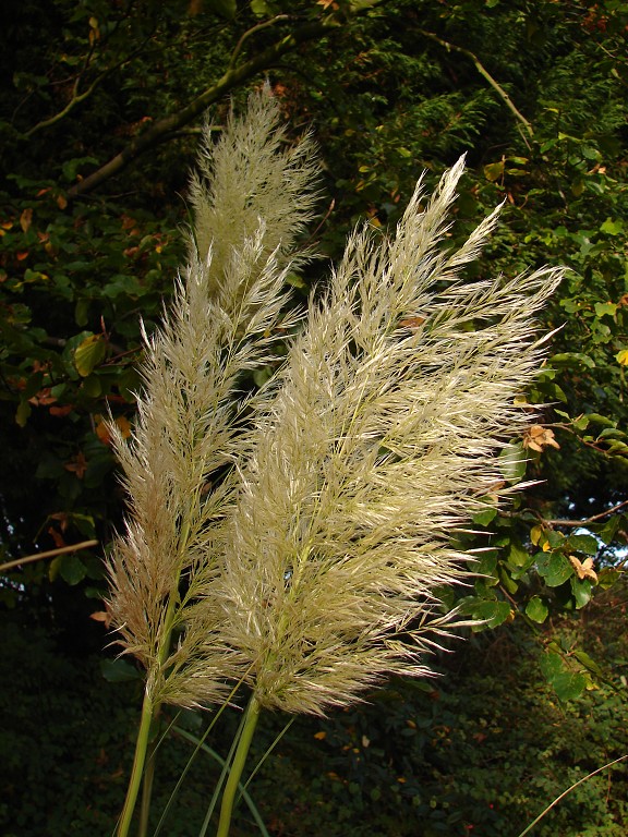 img00252.jpg
