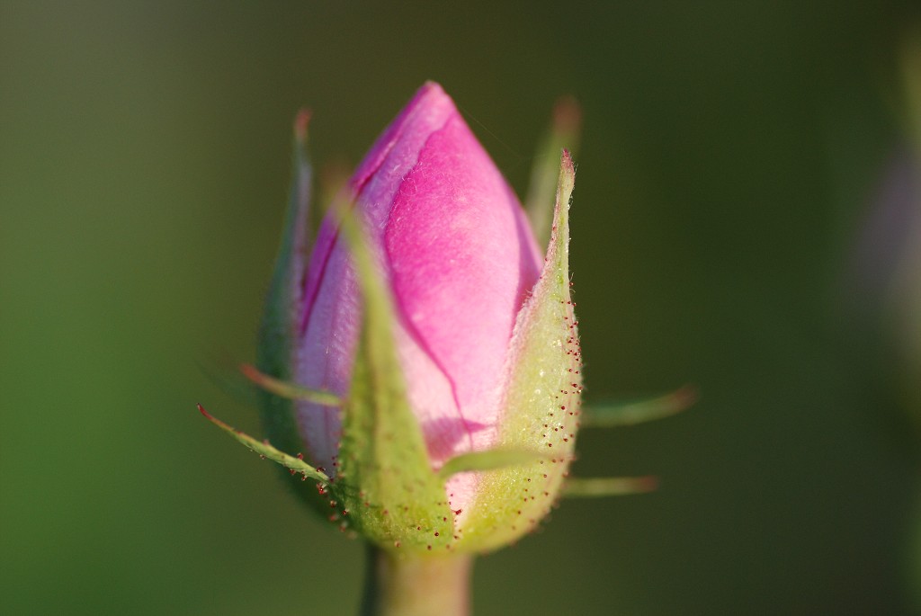 img00323.jpg