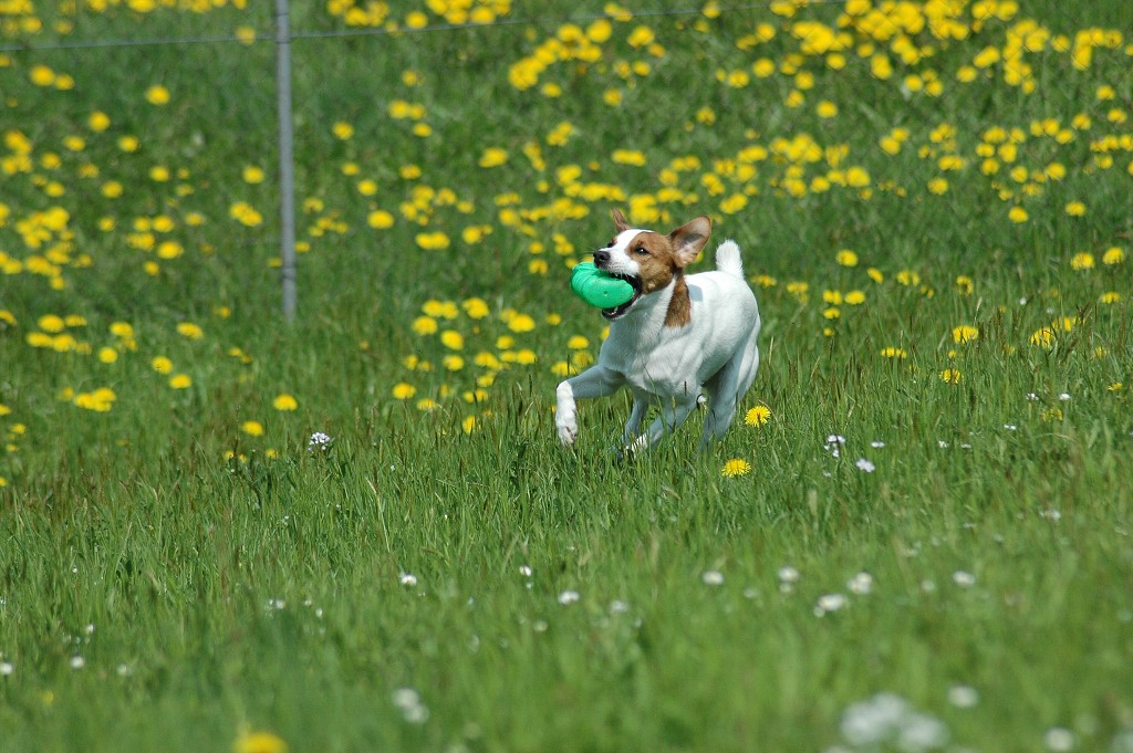 img00012.jpg